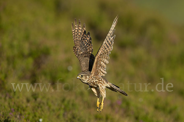 Merlin (Falco columbarius)