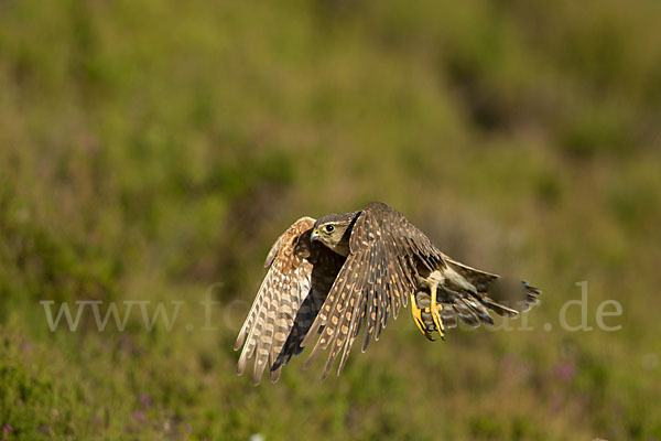 Merlin (Falco columbarius)