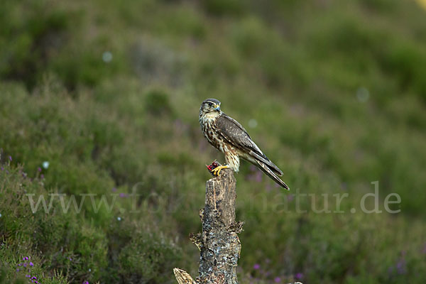 Merlin (Falco columbarius)