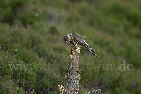 Merlin (Falco columbarius)