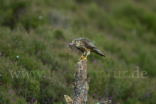 Merlin (Falco columbarius)