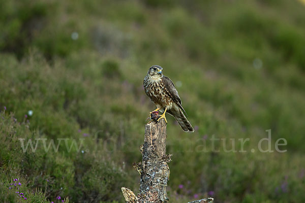 Merlin (Falco columbarius)