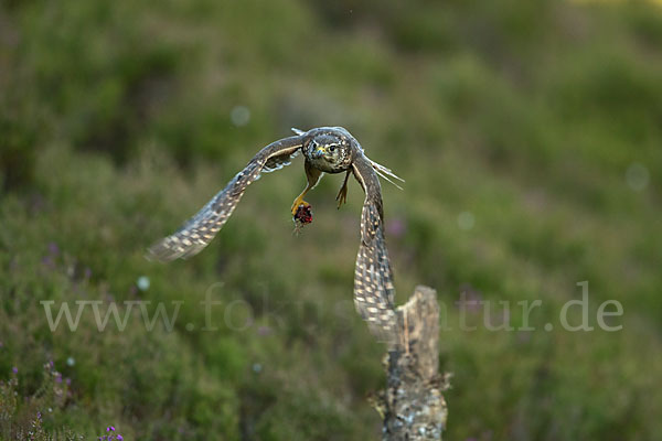 Merlin (Falco columbarius)