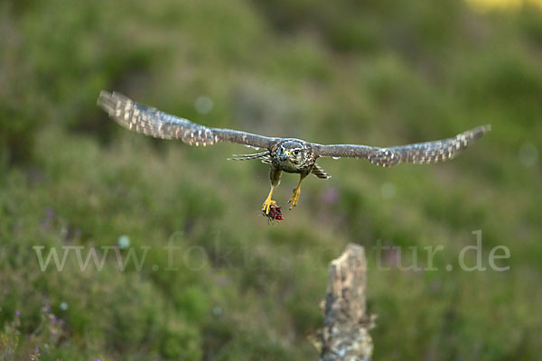 Merlin (Falco columbarius)