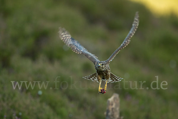 Merlin (Falco columbarius)