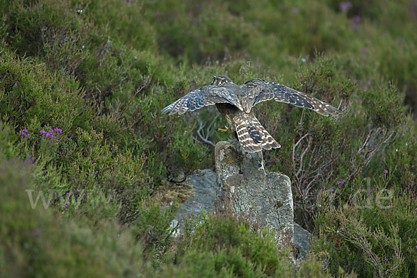 Merlin (Falco columbarius)