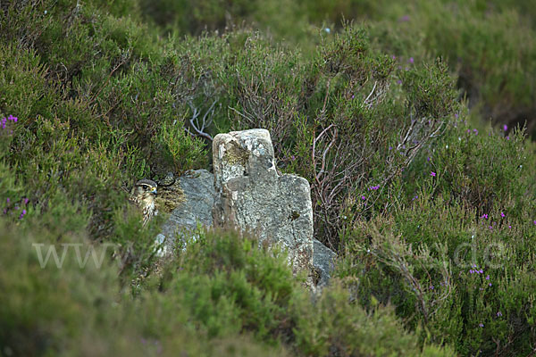 Merlin (Falco columbarius)