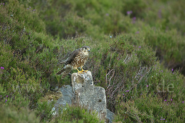 Merlin (Falco columbarius)