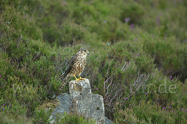 Merlin (Falco columbarius)