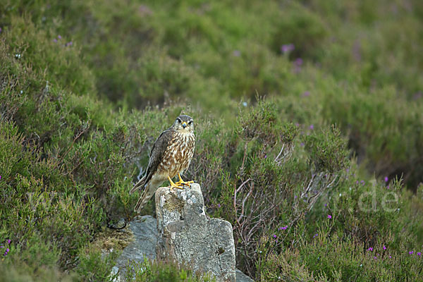 Merlin (Falco columbarius)