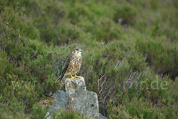 Merlin (Falco columbarius)