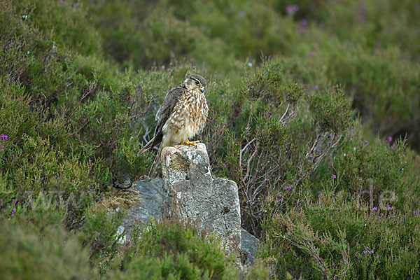 Merlin (Falco columbarius)