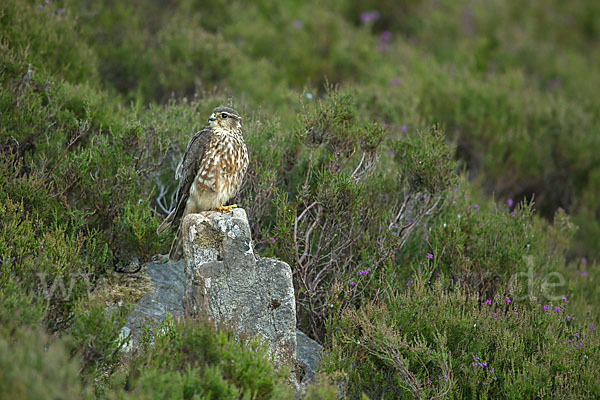 Merlin (Falco columbarius)