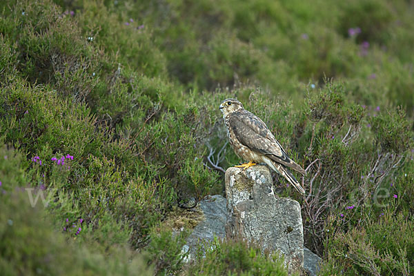 Merlin (Falco columbarius)