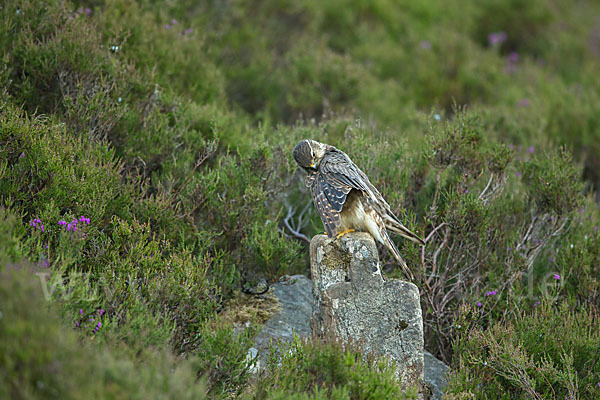 Merlin (Falco columbarius)