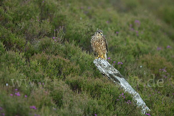 Merlin (Falco columbarius)