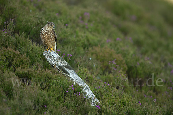 Merlin (Falco columbarius)