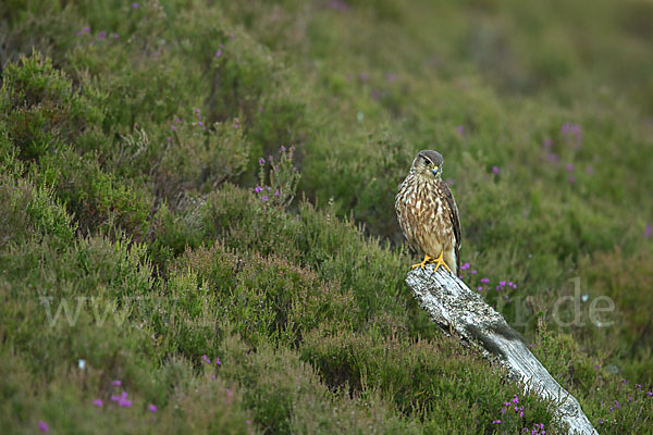 Merlin (Falco columbarius)