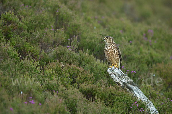 Merlin (Falco columbarius)