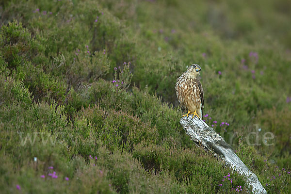 Merlin (Falco columbarius)