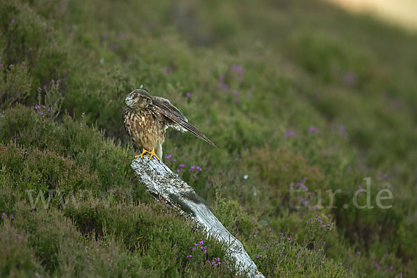 Merlin (Falco columbarius)