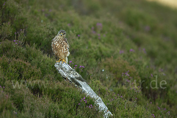 Merlin (Falco columbarius)