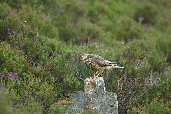 Merlin (Falco columbarius)