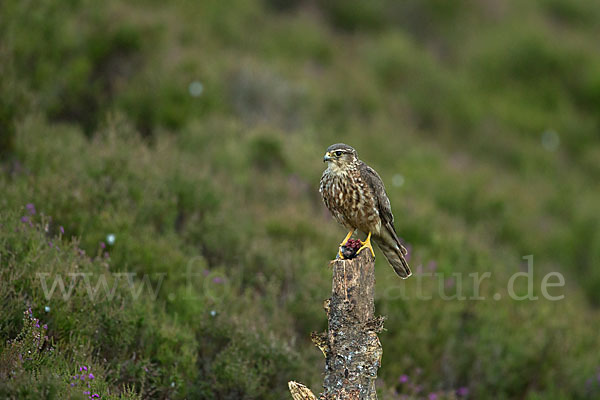 Merlin (Falco columbarius)