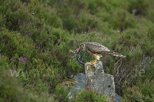 Merlin (Falco columbarius)