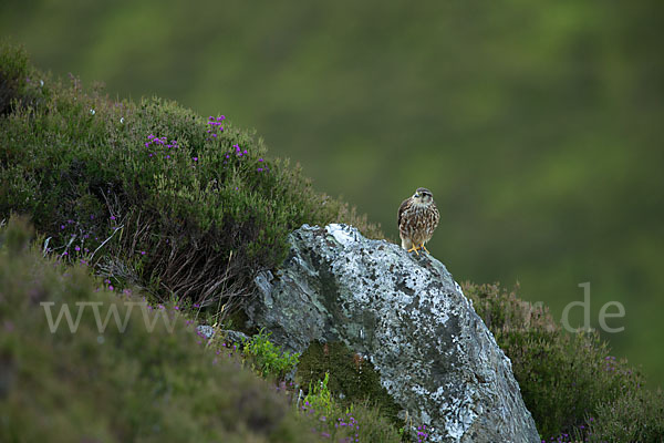 Merlin (Falco columbarius)