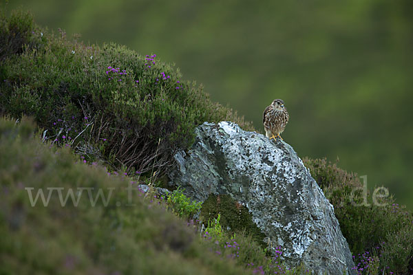 Merlin (Falco columbarius)