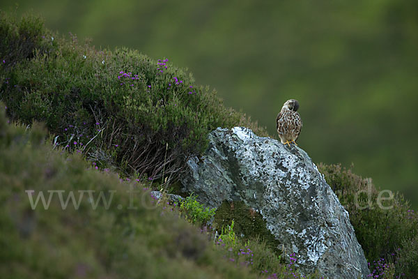 Merlin (Falco columbarius)