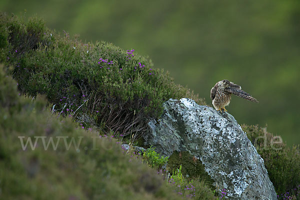 Merlin (Falco columbarius)