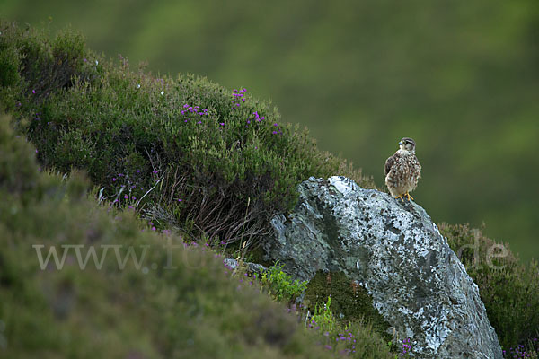 Merlin (Falco columbarius)