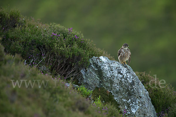 Merlin (Falco columbarius)