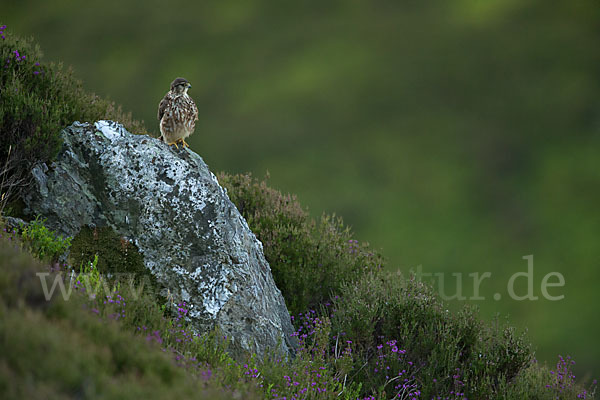 Merlin (Falco columbarius)