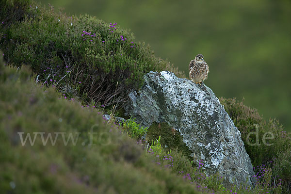 Merlin (Falco columbarius)