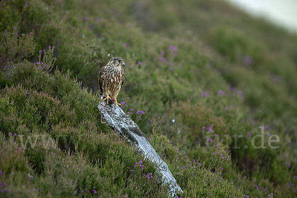 Merlin (Falco columbarius)