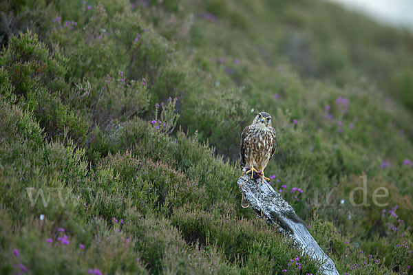 Merlin (Falco columbarius)