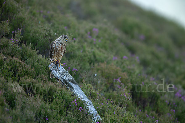 Merlin (Falco columbarius)