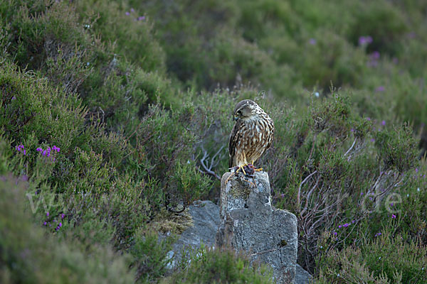 Merlin (Falco columbarius)