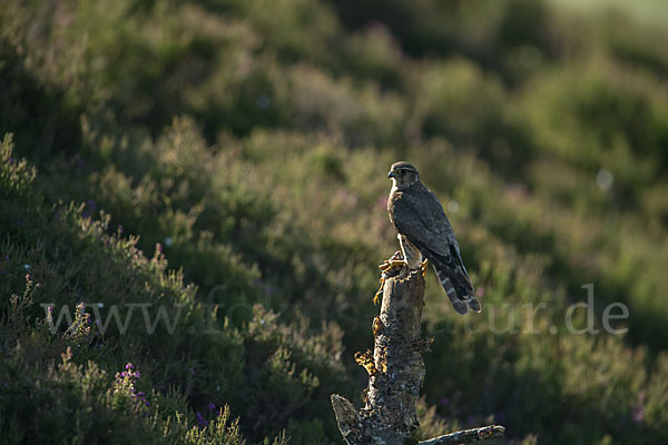 Merlin (Falco columbarius)