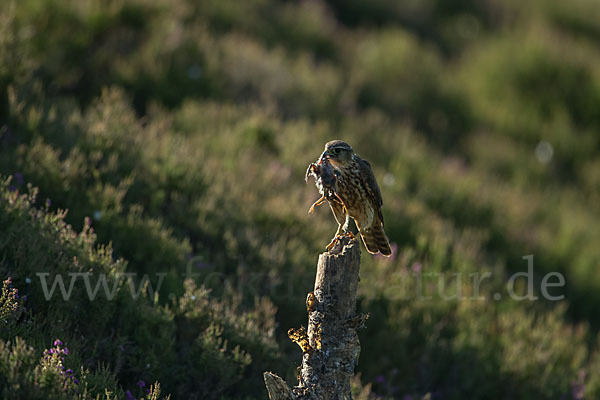 Merlin (Falco columbarius)