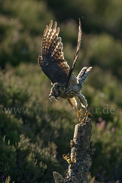 Merlin (Falco columbarius)