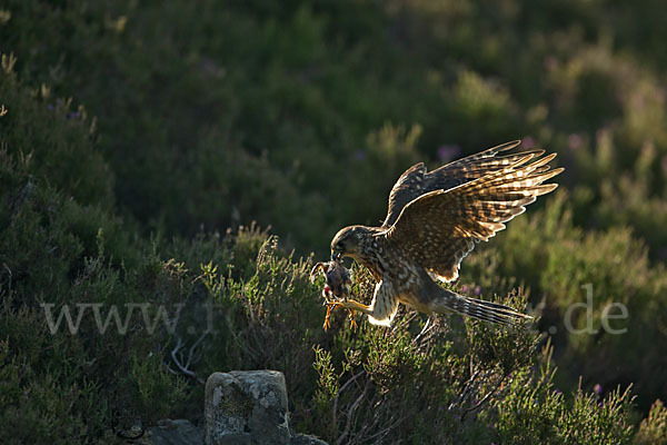 Merlin (Falco columbarius)