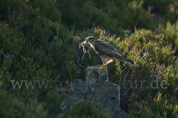 Merlin (Falco columbarius)