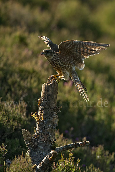 Merlin (Falco columbarius)