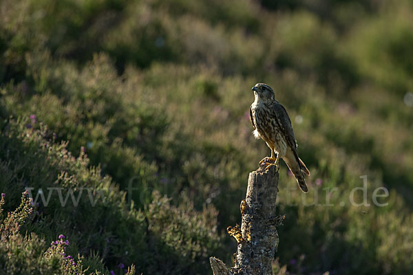 Merlin (Falco columbarius)