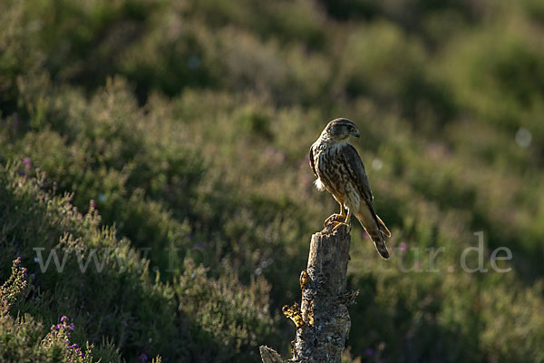 Merlin (Falco columbarius)