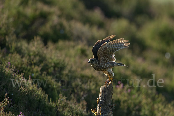 Merlin (Falco columbarius)